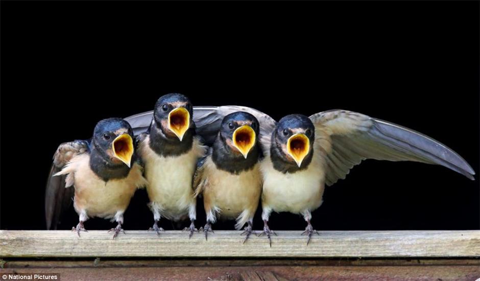 ��С���Ӻϳ��š���Ƭ���������ߺ�