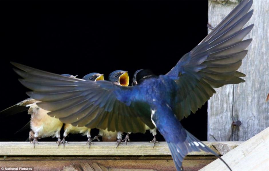 ��С���Ӻϳ��š���Ƭ���������ߺ�