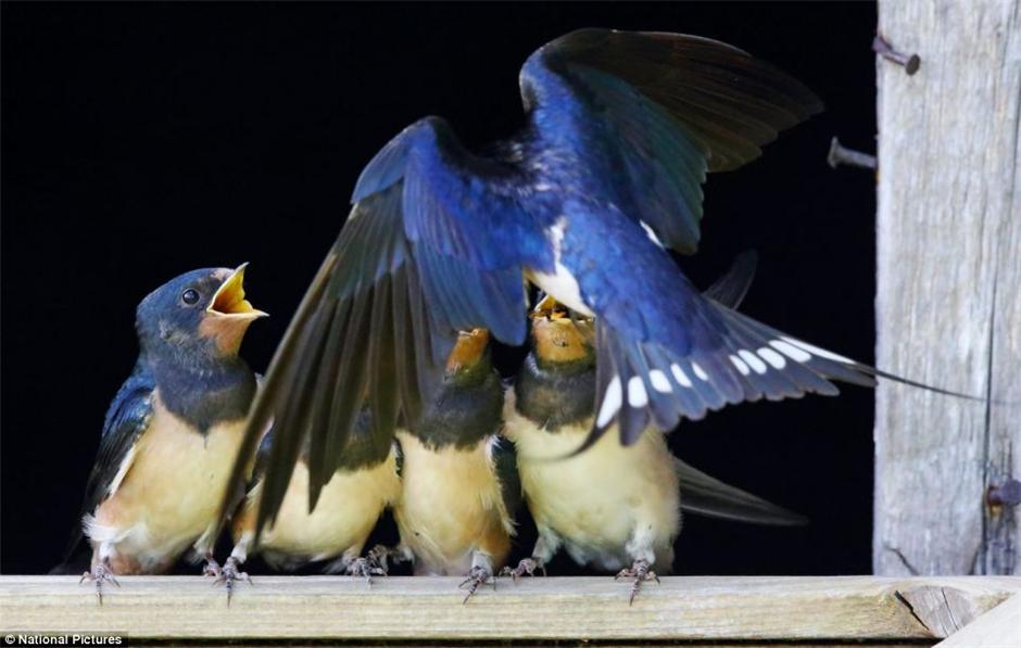 ��С���Ӻϳ��š���Ƭ���������ߺ�