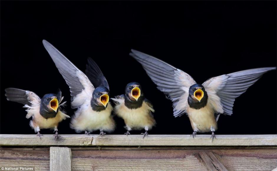 ��С���Ӻϳ��š���Ƭ���������ߺ�