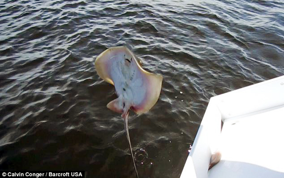 美国少年捞上正待分娩的黄貂鱼 为其接生后放生