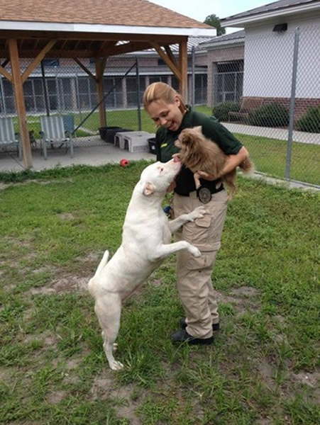 美国流浪比特犬照顾受伤吉娃娃