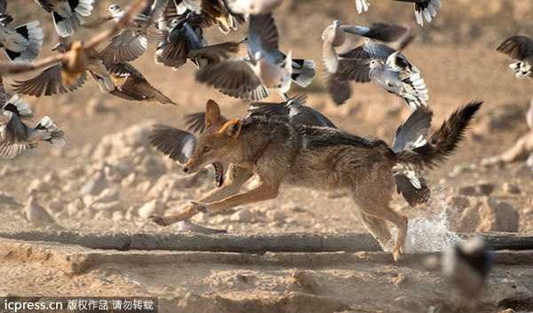 豺狼捕沙鸡笨手笨脚