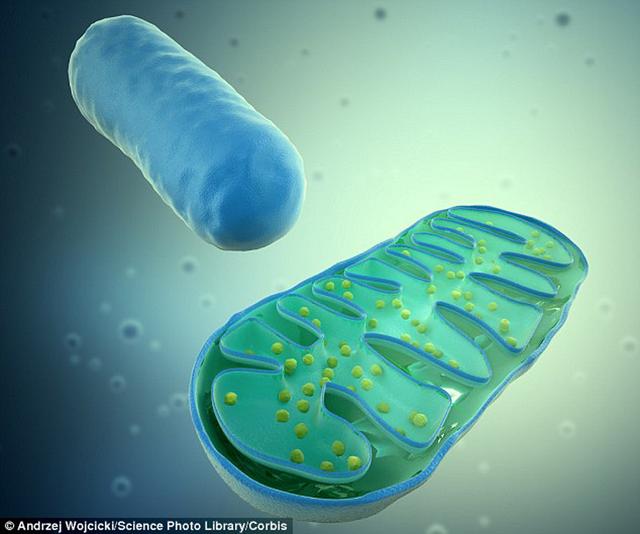 线粒体还保持着古老的反应机制,同时科学家也发现核糖体是细胞内的第一个生物工厂