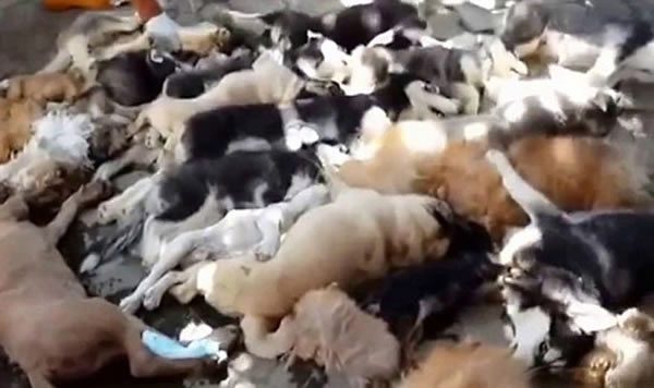 印尼巴厘岛大规模屠杀“非法”小狗引抗议