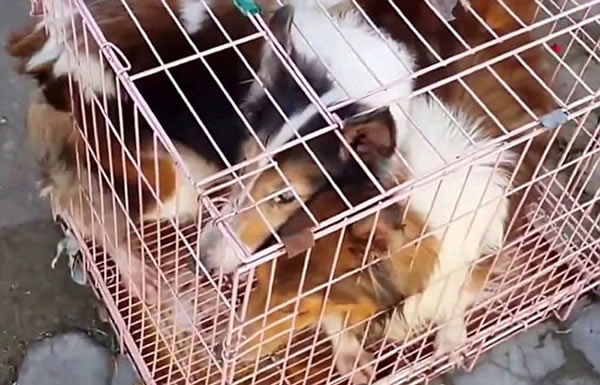 印尼巴厘岛大规模屠杀“非法”小狗引抗议