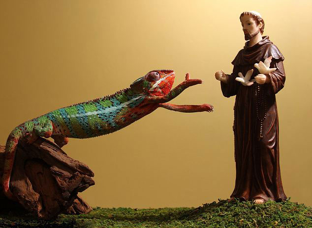 美国一只变色龙在看见动物保护神圣方济的迷你雕像后竟现出其本色