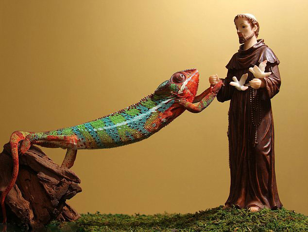 美国一只变色龙在看见动物保护神圣方济的迷你雕像后竟现出其本色