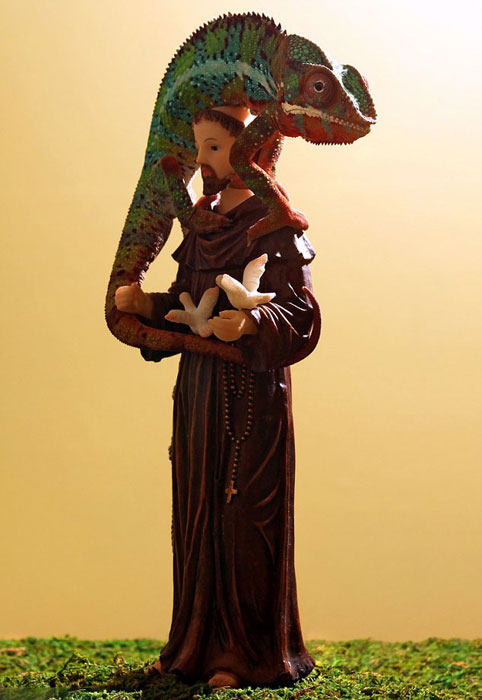 美国一只变色龙在看见动物保护神圣方济的迷你雕像后竟现出其本色