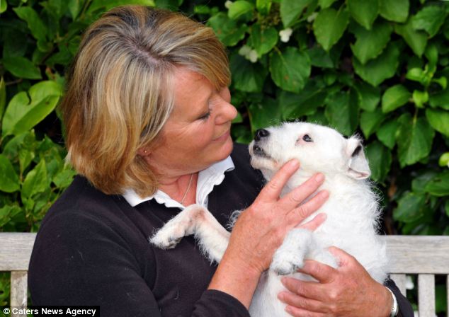 英国13岁老狗走失4年后靠着宠物晶片终于回到主人怀抱