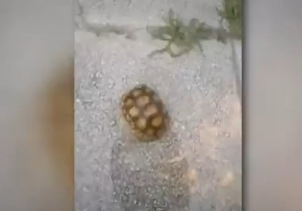 ��������2����Ů���Ļ����ڹ�ֽ���������