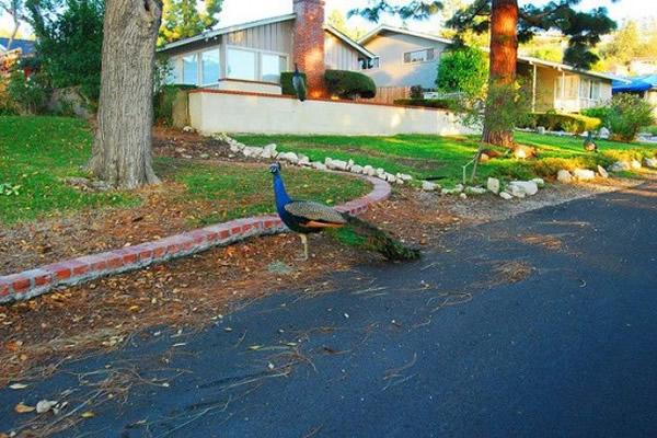 ɼ˹˹뵺ׯ԰ʮֻȸɱ