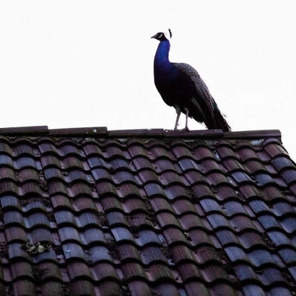 ɼ˹˹뵺ׯ԰ʮֻȸɱ