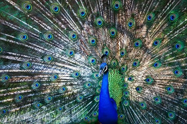 ɼ˹˹뵺ׯ԰ʮֻȸɱ