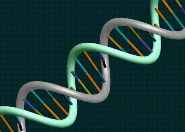 DNA���ֳ�ȥ���������ᣩ�������﷢��������������������Ҫ��������Ѷ���棬���е����ʱ����DNAƬ�γ�Ϊ����