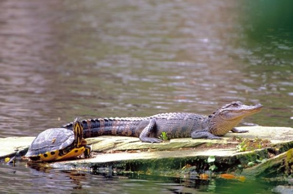 ������Ъ���ݶ���԰С��������ȫ���ڹꡰ��æ��