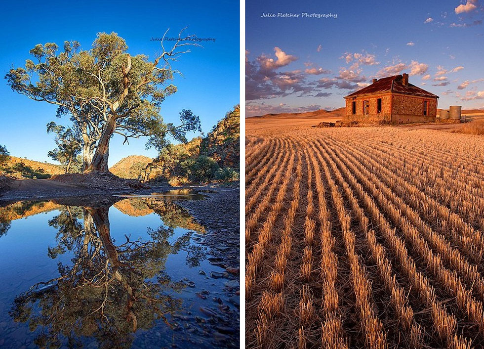 金河(River Gum)(左)和金色光(Delicious light)(右)