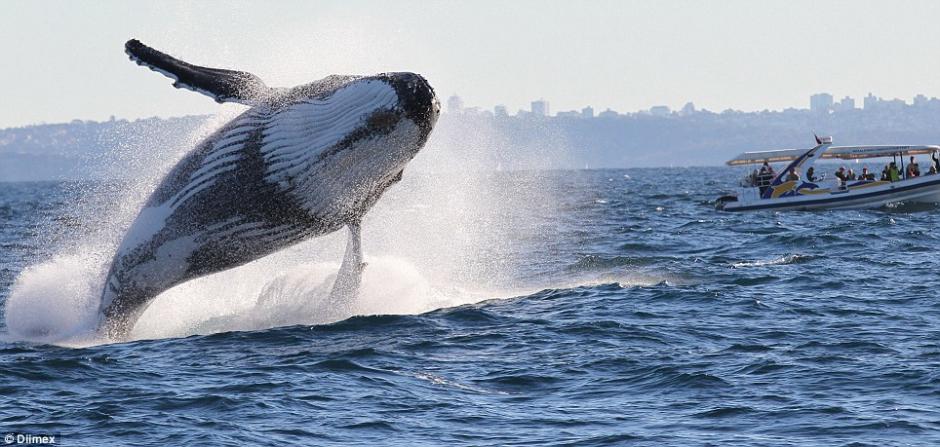 �Ĵ�����Ϥ�����ͷ����Ծ����