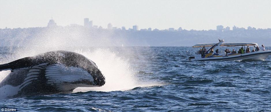 �Ĵ�����Ϥ�����ͷ����Ծ����