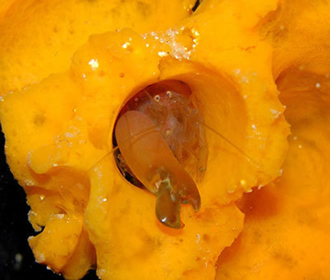 ǹϺ����Ϻ�����ɺ�����飬��ͬ������һ����Ѩ�С�