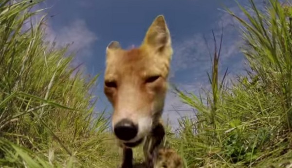 狐狸误把相机当成食物,张大嘴巴的模样让网友觉得身历其境。