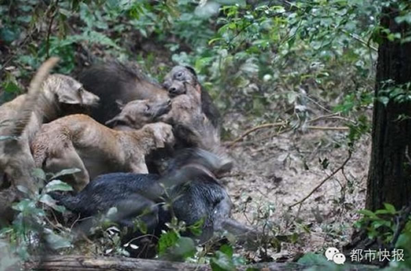 浙江杭州山林中5只拉布拉多犬围攻一只野猪