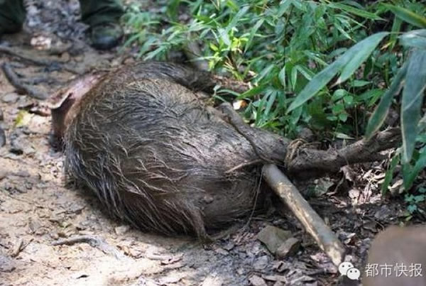 浙江杭州山林中5只拉布拉多犬围攻一只野猪