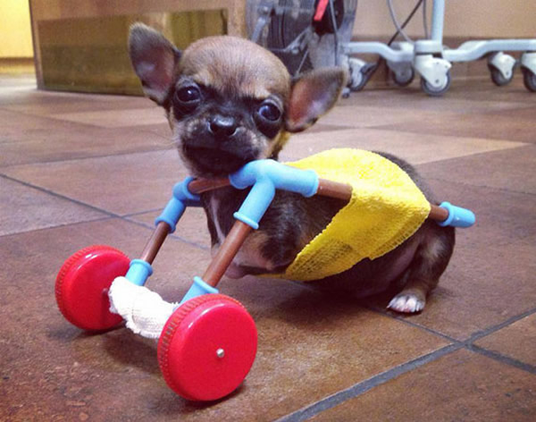 ����ӡ�ذ�����1���´�м�����������߷ɻ���������֫����