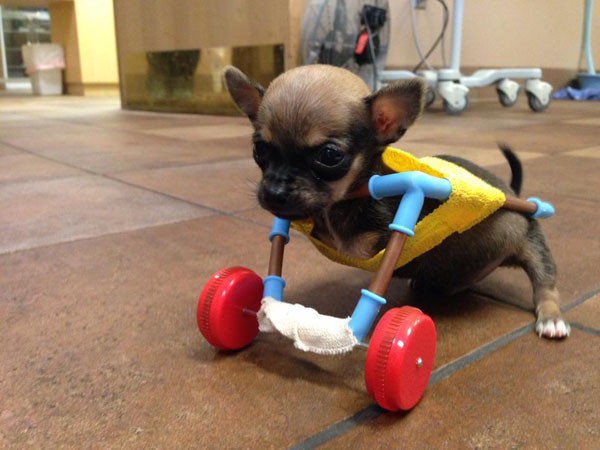 ����ӡ�ذ�����1���´�м�����������߷ɻ���������֫����