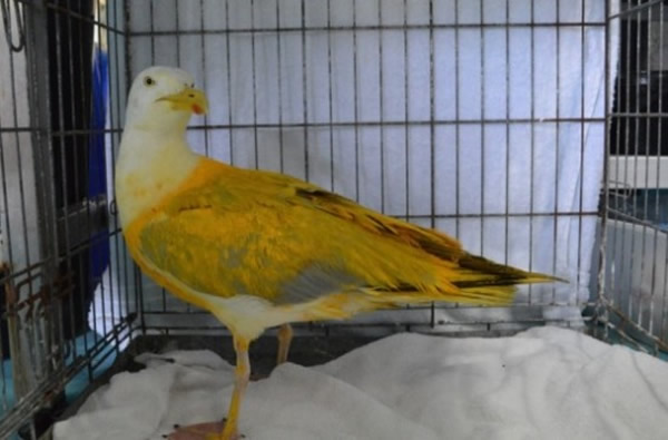 Ӣ����Լ�˿����ֺ������ɫ��Ÿ��ԭ����������