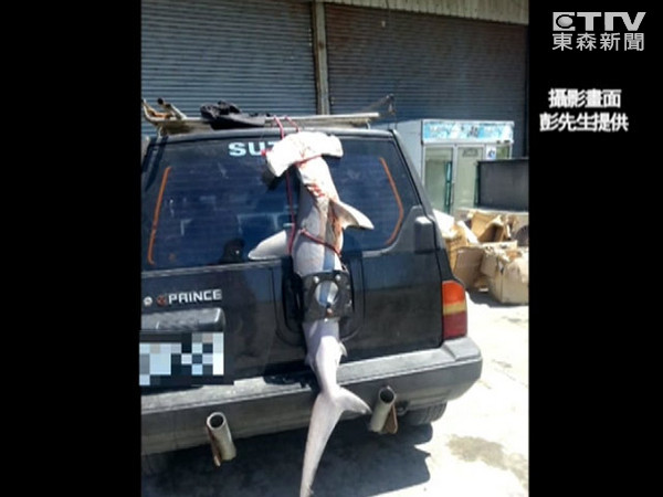 吉普车后居然绑着一条1.5米双髻鲨