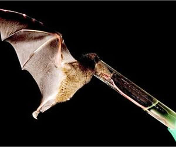 �о�����������ĿǰΨһ��֪��ʹ��ƫ��⵼���Ĳ����ද��