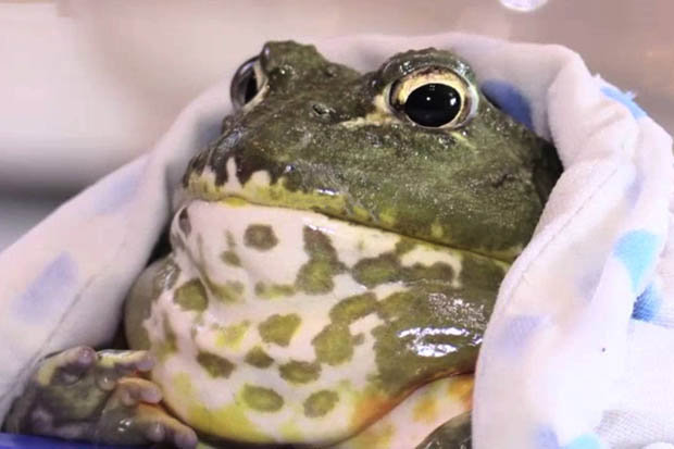 Croak吞掉主人的订婚戒指