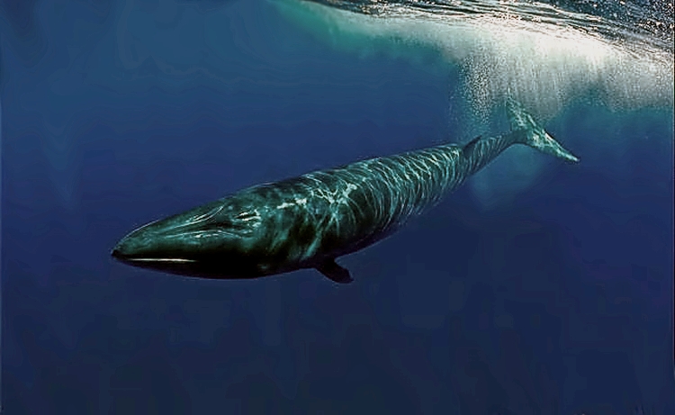 日本水产厅指2个半月内，共捕获90条塞鲸(图)及25条布氏鲸。