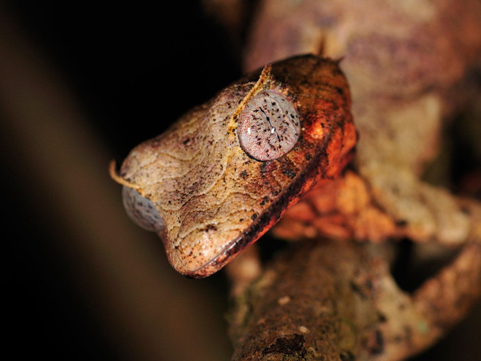 角叶尾守宫又被称为撒旦叶尾守宫。