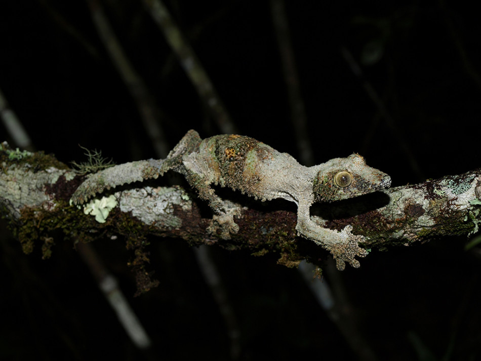 地衣叶尾守宫的体表颜色和质地与树枝上的地衣极其相似。