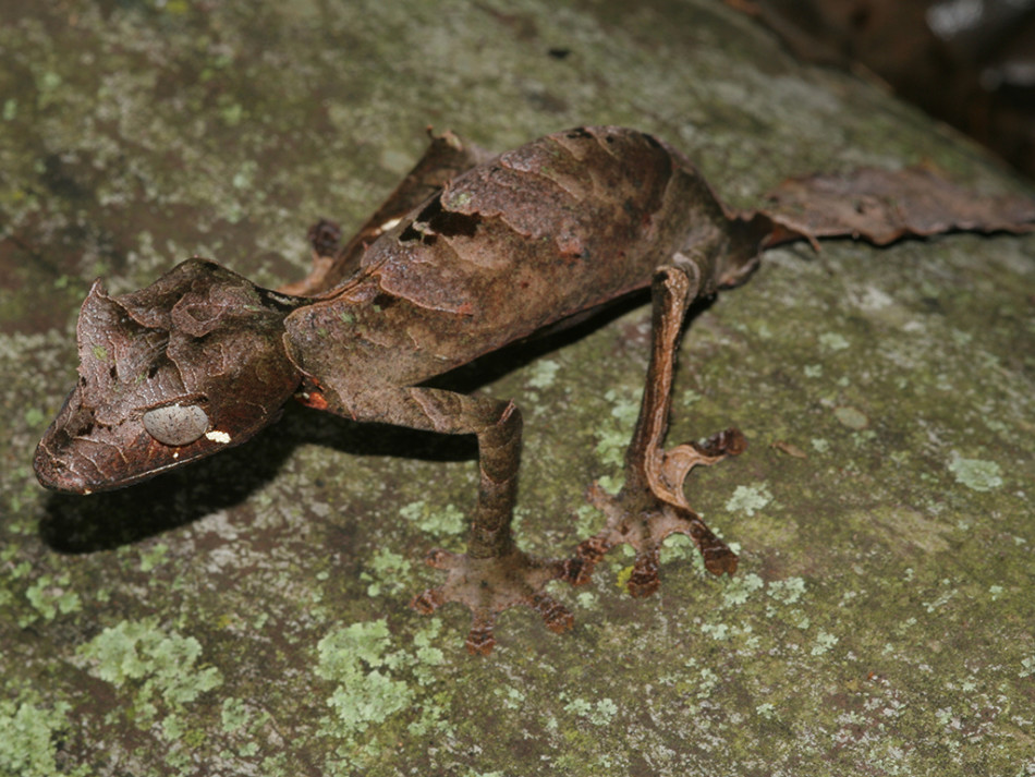 从模拟叶子到模拟枝杈再到模拟树干,不同种类的叶尾守宫会融入树木的不同部分。图中是一只叶尾守宫在岩石上的样子。