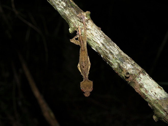 为了躲避掠食者,叶尾守宫有时候会挂在树枝上,像极了落叶。