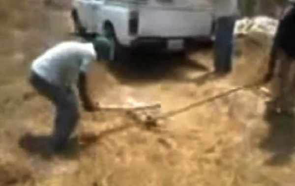 墨西哥狗舍疑为省人道毁灭费竟活活打死两狗