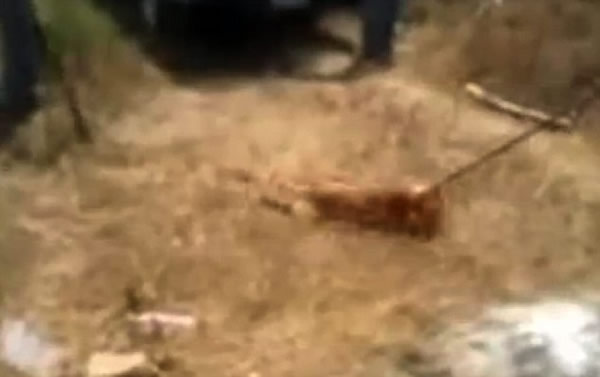 墨西哥狗舍疑为省人道毁灭费竟活活打死两狗