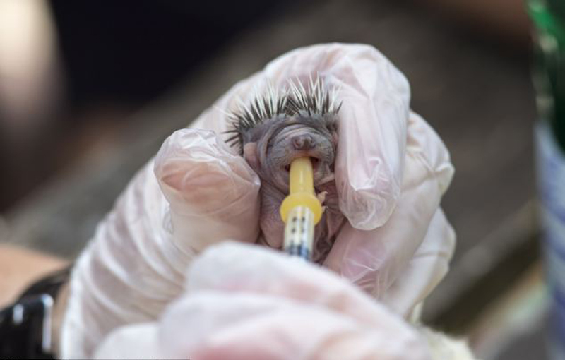 刚刚出生几天的小刺猬遭遗弃