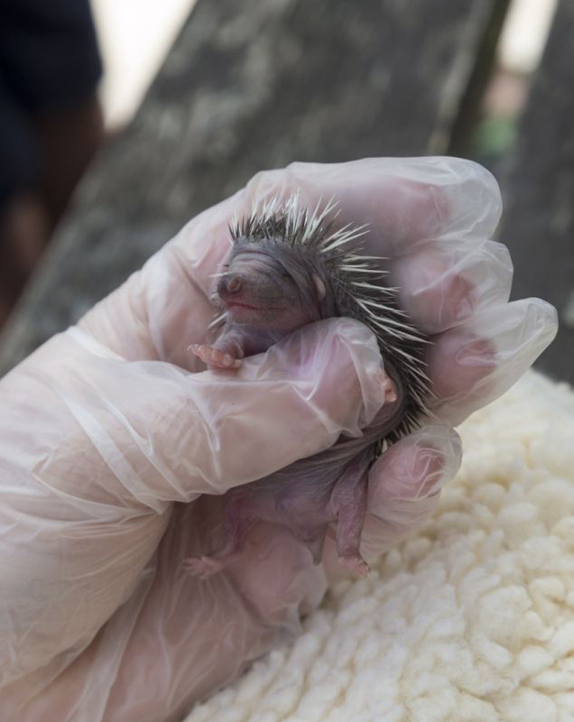刚刚出生几天的小刺猬遭遗弃