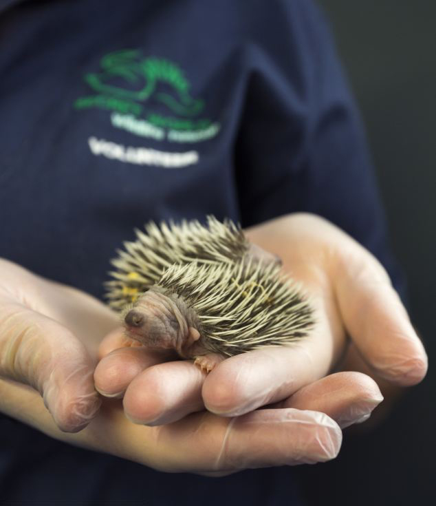 刚刚出生几天的小刺猬遭遗弃