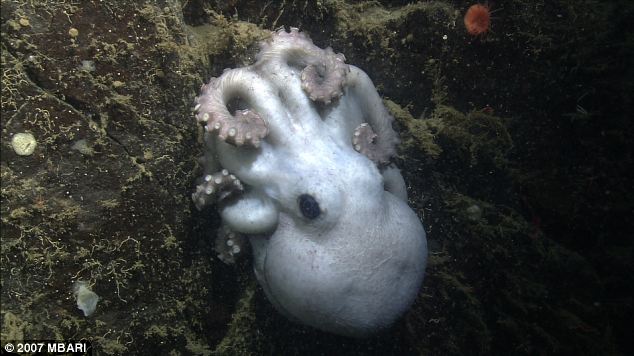 这条深海章鱼（北方太平洋谷蛸）在蒙特利峡谷底部附近的一个礁石上花了4年半时间孵育其鱼卵，那里位于海平面以下约1400米（4600英尺）。