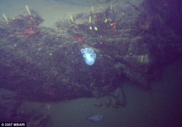 这条深海章鱼（北方太平洋谷蛸）在蒙特利峡谷底部附近的一个礁石上花了4年半时间孵育其鱼卵，那里位于海平面以下约1400米（4600英尺）。