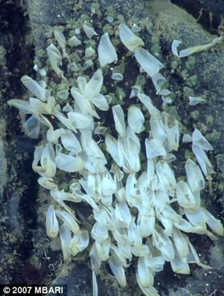 这条深海章鱼（北方太平洋谷蛸）在蒙特利峡谷底部附近的一个礁石上花了4年半时间孵育其鱼卵，那里位于海平面以下约1400米（4600英尺）。