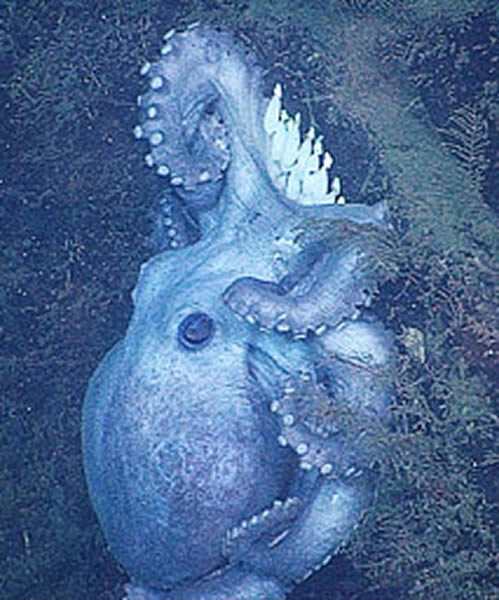 ̫ƽ��������Graneledone boreopacifica