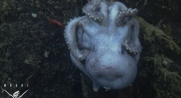 ̫ƽ��������Graneledone boreopacifica