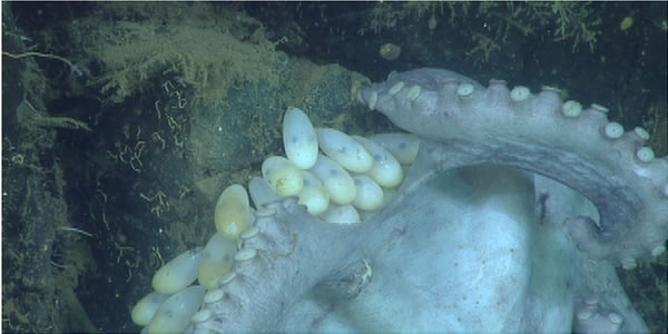 ̫ƽ��������Graneledone boreopacifica