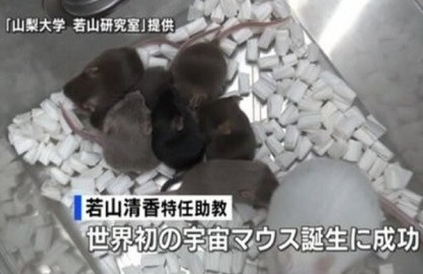 �ձ�����������̫������